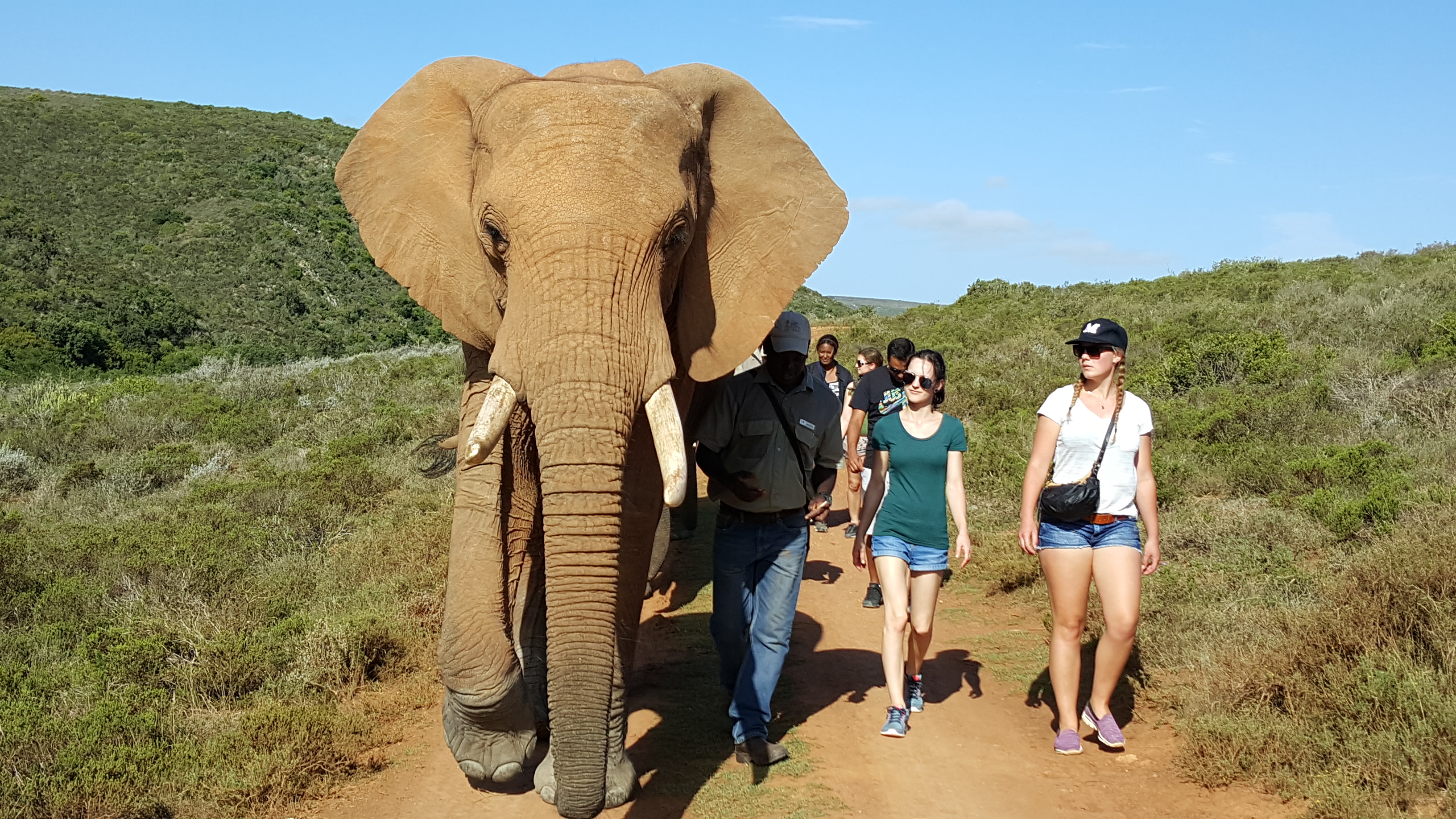 Indalu Game Reserve - For Safari Game Drive and Elephant experience